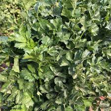 Chinese Celery Seeds 500mg | Apium graveolens var. secalinum | Heirloom Dark Green Vegetable Seeds for Asian Cuisine