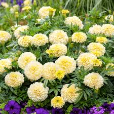 Vanilla African Marigold Seeds – Creamy White Blooms, Tall Summer Annuals for Beds & Borders, Tagetes erecta, 25+ Seeds