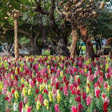 Antirrhinum majus Rainbow Mix Snapdragon Seeds – 1000+ Multicolor Flower Seeds for Vibrant Garden & Cut Flowers