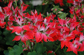 Geranium Pelargonium ‘Fireworks Red’ | 3 Live 6-Inch Unrooted Cuttings | Vibrant Red Blooms, Easy-Care, Long-Lasting Flowers