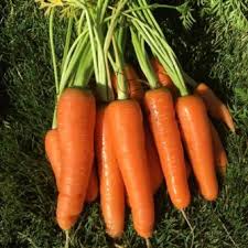 600 Seeds Scarlet Nantes Carrot Seeds | Daucus carota Heirloom Root Vegetable for Gardening, Fresh Eating & Juicing