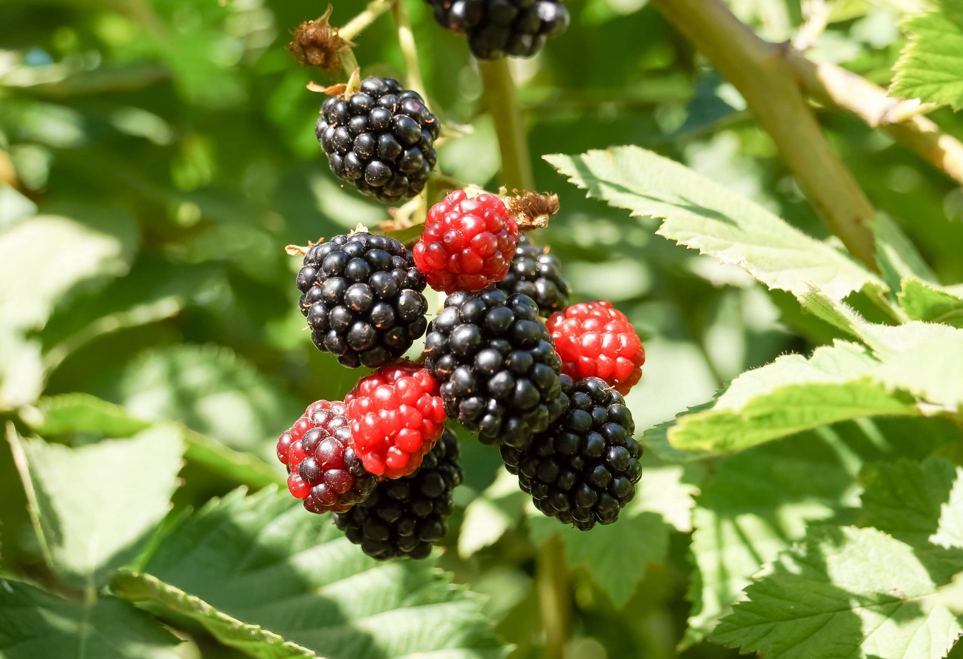 Bare Root Blackberry Plant - Thornless Apache Rubus, High-Yield, Juicy Blackberries, Edible Landscape, USDA Zones 5-9