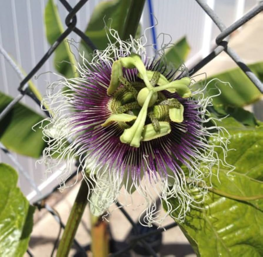 Red Passion Fruit Starter Plant - Passiflora edulis Live Vine 1'-2' for Home Garden, Tropical Climbing Plant