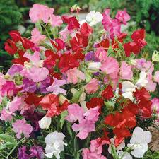 Bijou Mix Sweet Pea Seeds | Non-GMO Fragrant Multicolor Blooms | 10-18 Inches Tall | Lathyrus odoratus