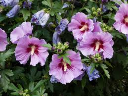 Rose of Sharon Seedlings | Flowering Hibiscus Bush Starter Plant | Ornamental Shrub for Gardens in Zones 5-9