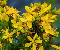 500 Seeds Hypericum Punctatum Dotted St. John's Wort Native Perennial Wildflower Yellow Pollinator Plant Medicinal Herb