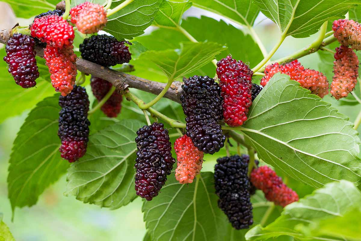 Red Mulberry Tree Cuttings 6-8" Morus rubra Fruit Tree for Garden, Fast-Growing Unrooted Mulberry Propagation