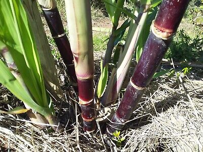 Dark Green and Purple Sugarcane Cuttings - 2" Rooted Live Plant, Sweet & Juicy Saccharum officinarum, Fast Growing Starter Plant