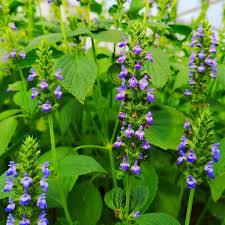 500 Chia Herb Seeds – Salvia hispanica, Heirloom, Fast-Growing, Pollinator-Friendly, Edible Seeds