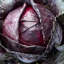 Red Acre Cabbage Seeds - Non-GMO Heirloom Reddish-Purple Heads, Gourmet Brassica oleracea, Container & Cold Hardy Vegetable