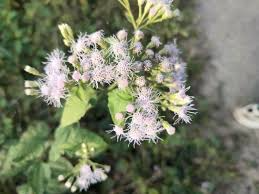 25 Jack The Bush Cuttings - Chromolaena Odorato Unrooted Fast-Growing Shrub for Privacy Hedges & Landscaping