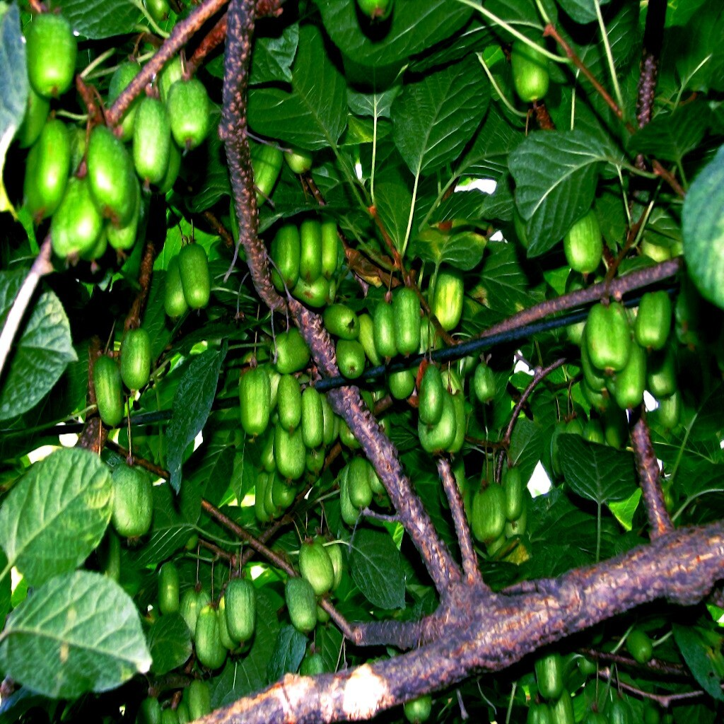 50 Issai Kiwi Seeds – Cold Hardy Actinidia arguta Superfruit Vine for Edible Landscaping & Vertical Gardening