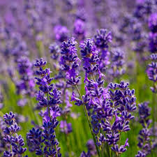 Vera Lavender Seeds, Non-GMO, Heirloom, Aromatic Herb, Lavandula angustifolia, Organic Gardening, Drought-Tolerant