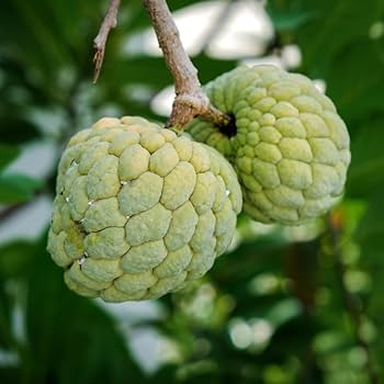 Sugar Apple Starter Plant Seedling (Annona squamosa) - Live Tropical Fruit Tree 2-3' Tall for Garden & Orchard