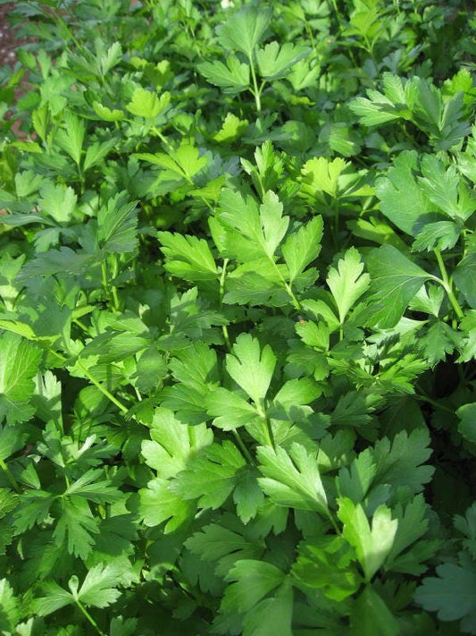 500 Parsley Seeds - Dark Green Italian Giant Petroselinum crispum for Cooking & Garden Planting