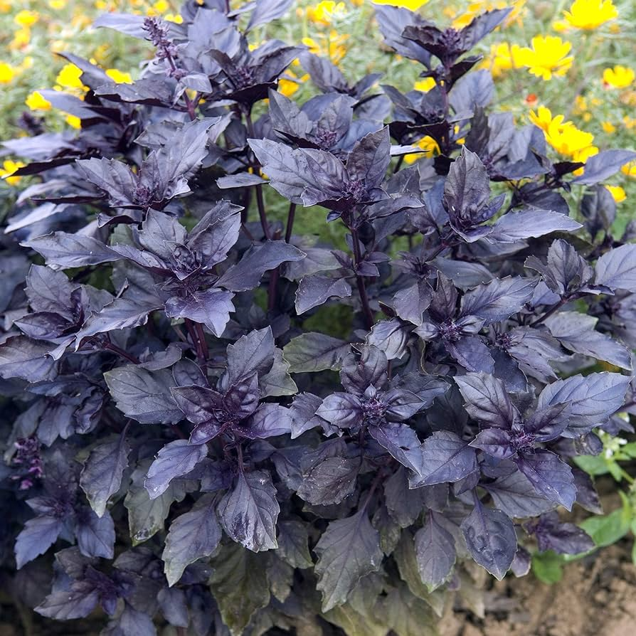 Dark Opal Basil Seeds - Aromatic Purple Herb for Cooking & Gardens, Ocimum basilicum, 1000 Seeds