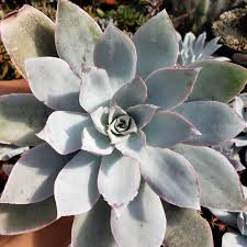 Echeveria Cante Live Succulent Plant - White Cloud, Drought-Tolerant, Slow-Growing, Indoor & Outdoor, Crassulaceae