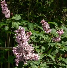 Syringa villosa Late Lilac Bush Live Bare Root Plant 12-18 Inches Fragrant Pinkish-Lavender Flowers Zones 3-7