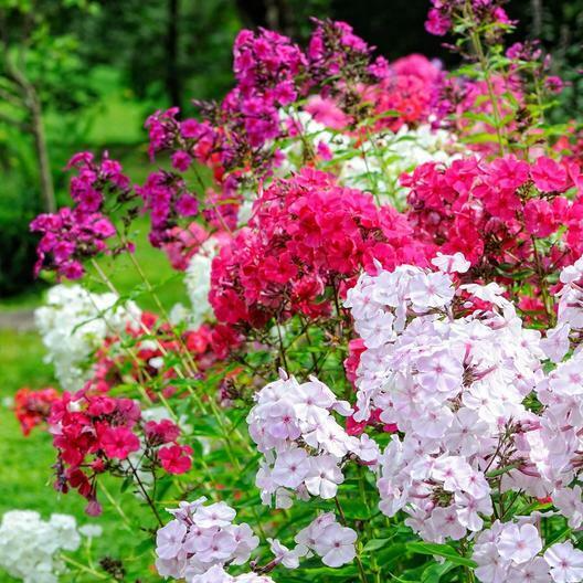 500 Seeds Phlox Tall Mix - Pink, White, Red Flowers, Perennial, Heirloom, Non-GMO, Spring Blooms, Garden Border, Pollinator-Friendly