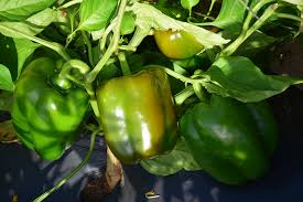 Keystone Giant Sweet Bell Pepper Seeds – Large Thick-Walled Capsicum annuum for Stuffing & Fresh Eating, Non-GMO, High-Yield