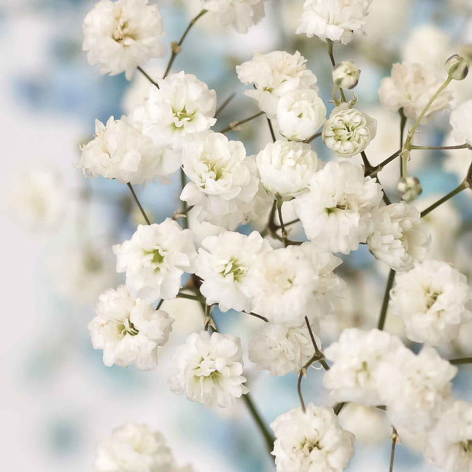 Baby's Breath Seeds Snowflake Gypsophila paniculata Non-GMO Perennial Cut Flowers for Garden and Floral Arrangements