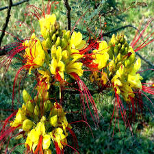 Mexican Desert Yellow Bird of Paradise Seeds – Caesalpinia gilliesii, Vibrant Yellow & Red Blooms, Drought-Tolerant, USDA Zones 8-11