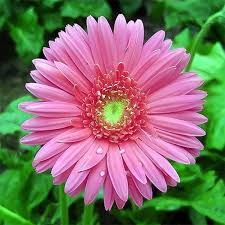Pink Gerbera Daisy Seeds – 200+ Bold Pink Blooms for Garden Beds, Borders & Containers – Gerbera jamesonii