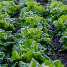 Bronze Mignonette Butterhead Lettuce Seeds – Heirloom, Cold Hardy, High Yield, Tender & Sweet, Container Gardening, Lactuca sativa