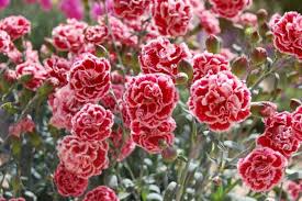 Sugar Plum Carnation Seeds – Ruffled Plum-Pink Blooms for Garden & Bouquets – Dianthus caryophyllus, 200+ Seeds