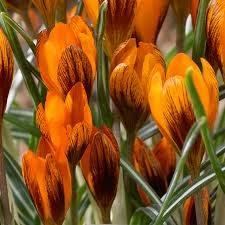 Crocus Bulbs - Golden Orange & Dark Red Mahogany Monarch - Early Spring Blooming Perennial Flowers