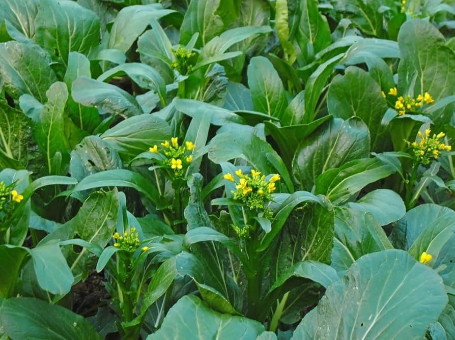 Yu Choy Sum Seeds 500mg, Brassica rapa var. parachinensis, Asian Greens, Edible Flowers, Tender Stalks, Heirloom Vegetables