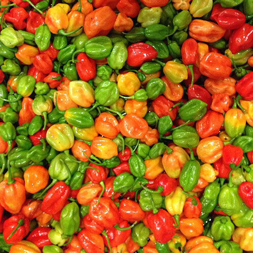 Aji Dulce Pepper Seeds - Heirloom, Non-GMO, Mild Heat, 2-Inch Fruit, Capsicum Chinense, Perfect for Sautéing & Container Gardens