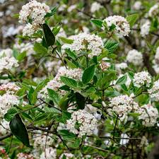 Arrowwood Viburnum Bush – Live Bare Root Plant, Viburnum Dentatum, White Flowers, Edible Fruit, Full Sun, Fast Growing, USDA Zones 4-10