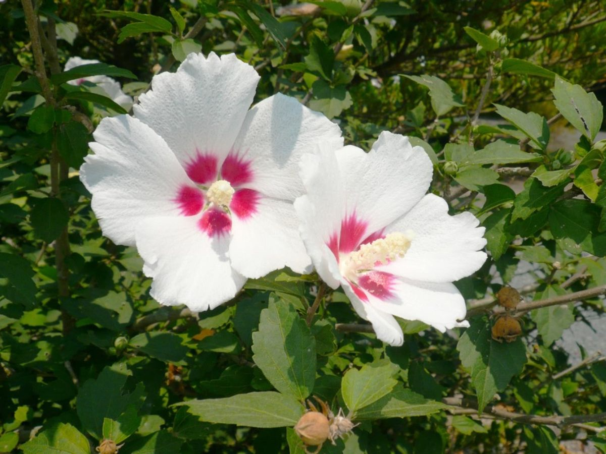 Set of 10 Unrooted Rose of Sharon Cuttings | Hibiscus syriacus White & Purple Flowering Shrubs for Propagation