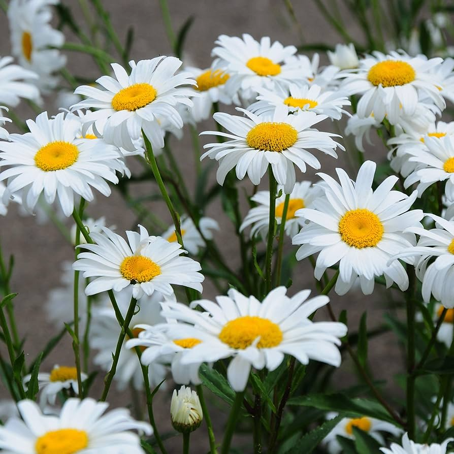 100 Seeds Daisy Shasta Perennial Flower, White Leucanthemum × superbum, Pollinator-Friendly, Easy to Grow, Garden Bed & Border Plant