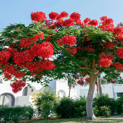 Royal Poinciana Seeds, Delonix regia, Red Flame Tree, Tropical Ornamental Flowering Tree, Fast-Growing Shade Tree, Hummingbird Attractant
