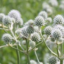 Eryngium yuccifolium Seeds | Rattlesnake Master Native Perennial for Gardens, Prairies, Landscaping