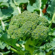 300 Seeds Broccoli Green Sprouting Calabrese Brassica oleracea Heirloom Seeds for Gardening & Nutritious Harvests