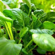 Pak Choi Seeds 500mg Heirloom Brassica rapa var. chinensis for Stir-Fries, Salads, Soups