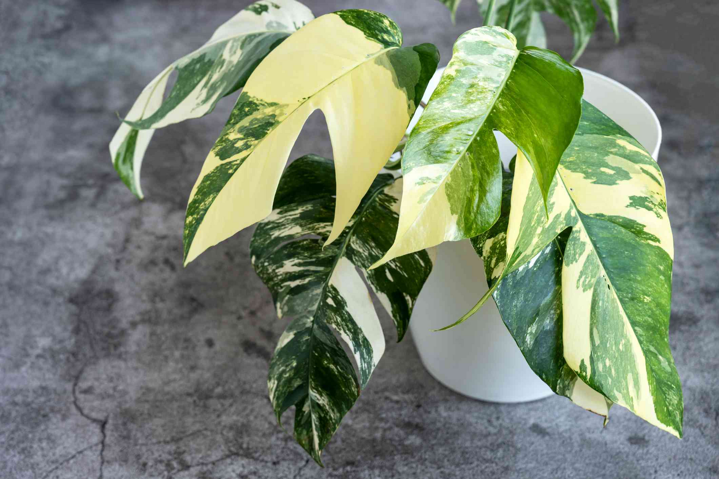 Epipremnum Pinnatum Albo Variegata Rooted Cutting – Rare Variegated Houseplant with Green and White Foliage, Indoor Vining Plant