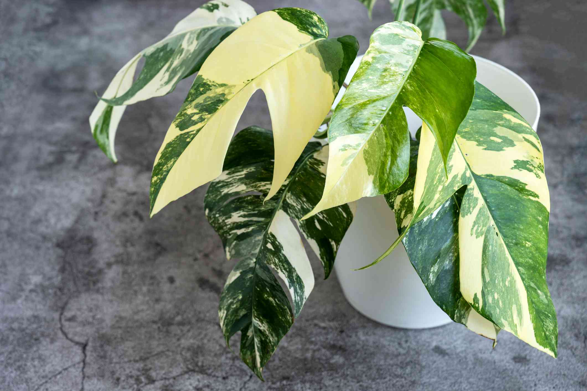 Epipremnum Pinnatum Albo Variegata Rooted Cutting – Rare Variegated Houseplant with Green and White Foliage, Indoor Vining Plant