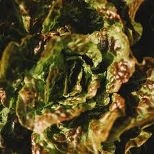 700 Seeds Bronze Mignonette Butterhead Lettuce Lactuca sativa Heirloom Salad Greens for Planting