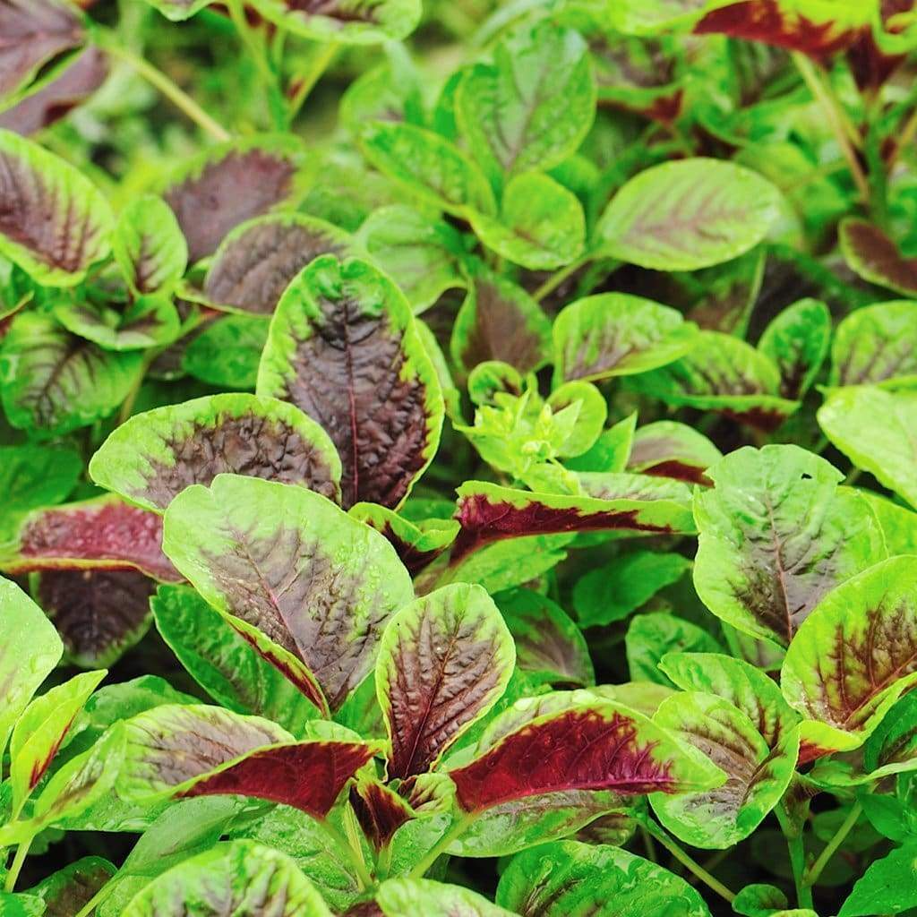 500 Seeds Edible Amaranth Red Stripe Leaf Chinese Spinach Yin Tsai Seeds for Planting, Red Callaloo, Tricolor Vegetables
