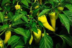 Hot Hungarian Wax Pepper Seeds – Heirloom Capsicum annuum, Spicy & Tangy, High-Yielding, Full Sun, Container-Friendly