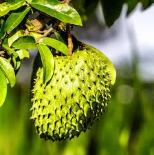 Soursop Tree Guanábana 4-Inch Pot | Annona muricata Tropical Fruit Tree for Garden & Patio