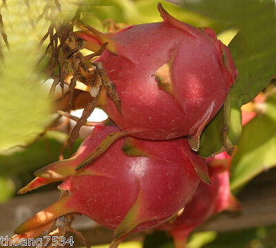 Halley's Comet Dragon Fruit Plant | 4-7 Inches | Red Flesh, Hylocereus Undatus | Hardy to 32°F, Full Sun, Home Garden