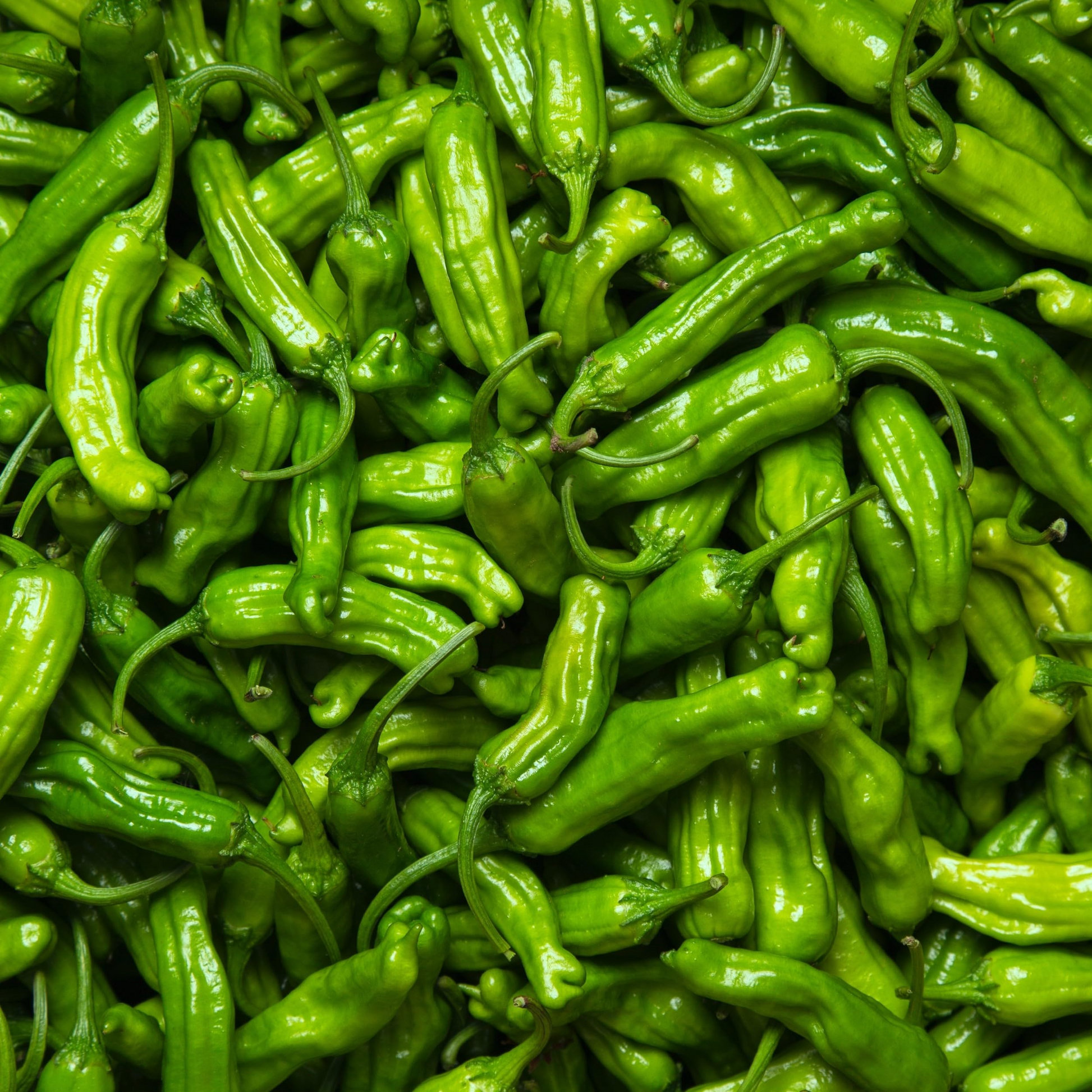 Shishito Pepper Seeds - Heirloom, Non-GMO, Japanese Gourmet Mild Peppers, Capsicum Annuum, 65 Days to Maturity, USDA Zones 4-10