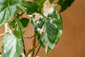 White Knight Syngonium Starter Plant - Variegated Marble Foliage, Indoor Vining Houseplant, Syngonium podophyllum 'Albo-Variegatum'