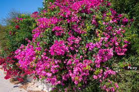 7 Fuchsia Pink Bougainvillea Unrooted Cuttings 6" | Bougainvillea glabra Flowering Shrub for Garden, Container, Landscape