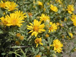 Godfrey’s Golden Aster Seeds (Chrysopsis godfreyi) – Rare Native Wildflower for Pollinators, Drought-Tolerant, Full Sun, 25 Seeds